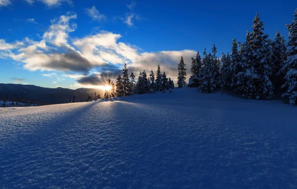 Картинка зима, лес, снег, восход, рассвет, утро, ели, Орегон