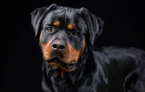 Картинка взгляд, морда, собака, Ротвейлер, чёрный фон