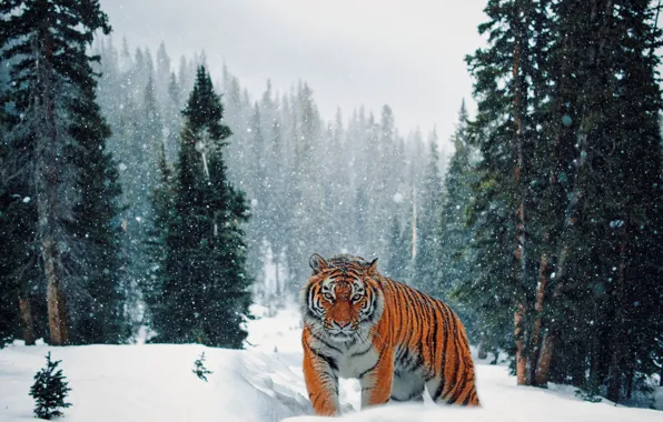 Картинка зима, лес, снег, тигр, ели, прогулка