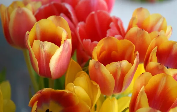 Картинка цветы, букет, весна, тюльпаны, оранжевые, бутоны, боке, двухцветые