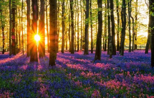 Картинка лес, солнце, цветы, весна