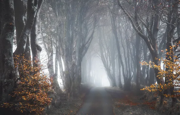 Картинка дорога, осень, туман