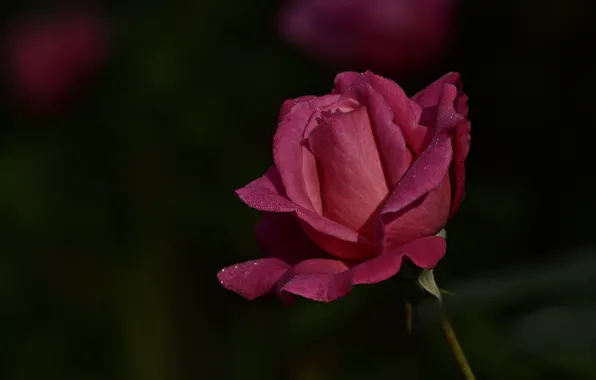 Картинка цветок, капли, темный фон, розовая, роза, стебель