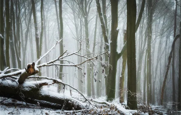 Картинка зима, лес, снег, деревья, парк, валежник