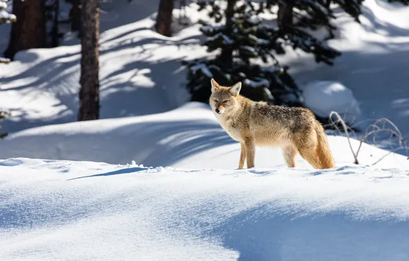Картинка зима, лес, взгляд, свет, снег, деревья, волк, сугробы, тени, дикая природа, койот
