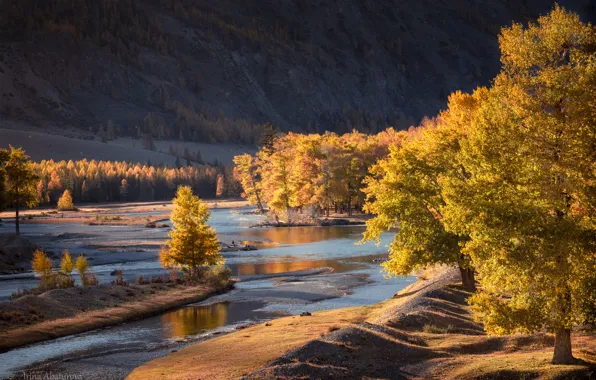 Картинка осень, деревья, пейзаж, горы, природа, река, Алтай, Ирина Абатурова, Чаган-Узун