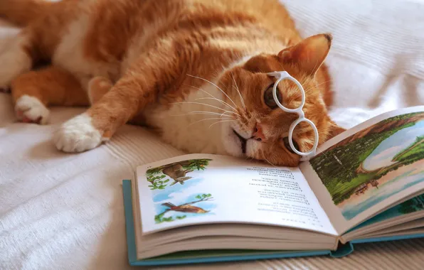 Картинка кот, рыжий, очки, устал, книга