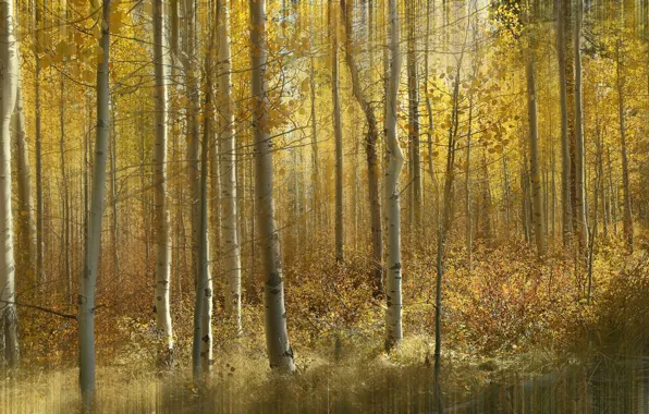 Картинка осень, лес, листья, свет, деревья, ветки, природа, стволы, листва, обработка, желтые, кустарники, осенние, золотая осень, …