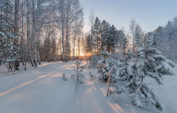 Картинка зима, лес, снег, деревья, сугробы, Наталья Гобова