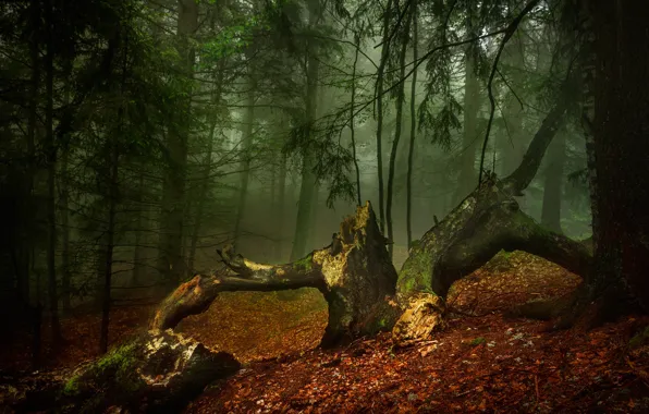 Картинка осень, лес, деревья, природа, туман, утро, Александров Александър