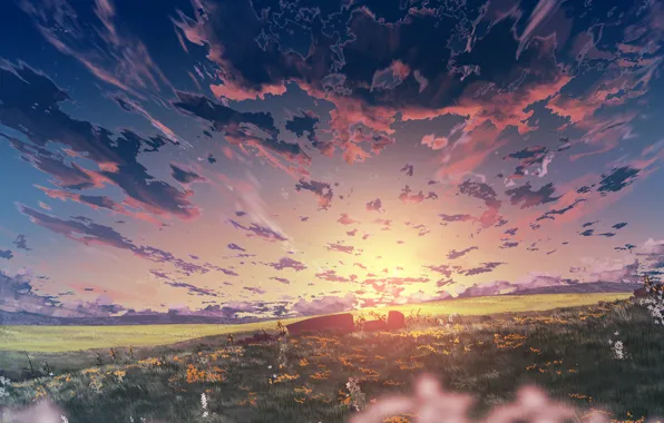 Картинка поле, небо, закат, цветы, природа