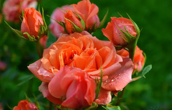 Картинка Бутоны, Розы, Roses, Оранжевые розы, Orange roses