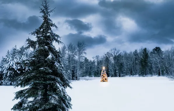 Картинка зима, лес, праздник, ёлки