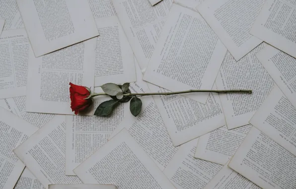 Картинка Rose, Wallpaper, Text, Book