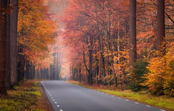 Картинка дорога, осень, лес