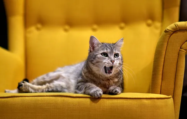 Картинка кошка, кот, диван, желтый фон