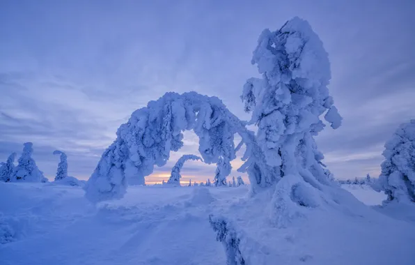 Картинка зима, снег, деревья, пейзаж, природа, ели, Финляндия, Максим Евдокимов