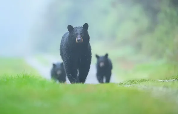 Картинка природа, туман, фон, медведи, дымка, прогулка, медвежата, черные, боке, медведица, мать, барибал, барибалы