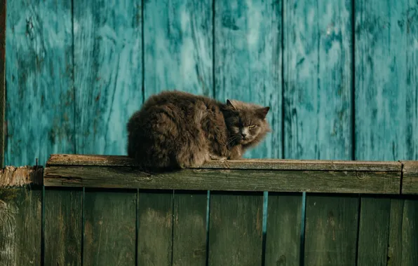 Картинка кошка, кот, серый, забор