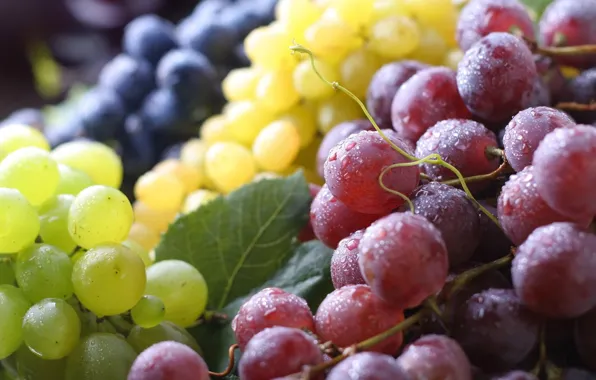 Картинка макро, ягоды, виноград