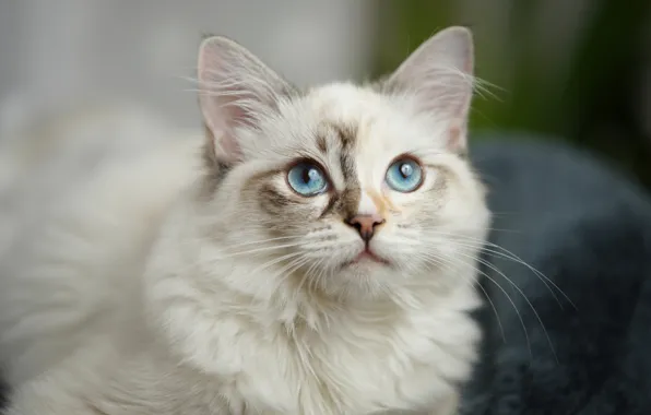 Картинка кошка, взгляд, мордочка, голубые глаза, пушистая, котейка
