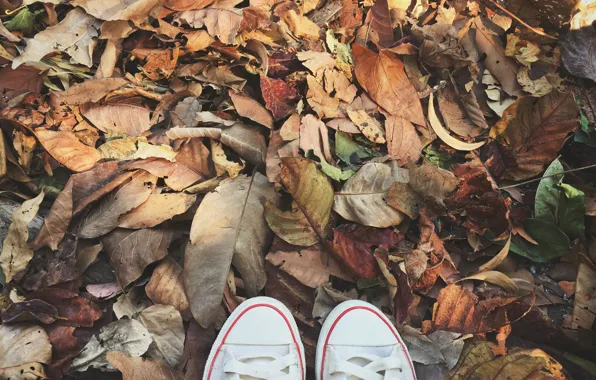 Картинка осень, листья, фон, кеды, colorful, wood, background, autumn, leaves, осенние