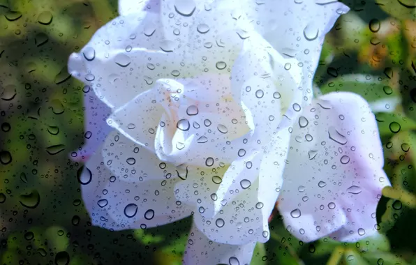 Картинка лето, стекло, дождь, роза