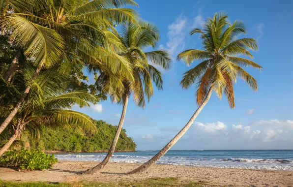 Картинка море, пляж, пальмы, побережье, Карибское море, Caribbean Sea, Grenada, Гренада, La Sagesse Beach, Saint David, …