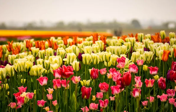 Картинка небо, цветы, весна, желтые, тюльпаны, красные, оранжевые, клумба, много, разные, боке, плантация