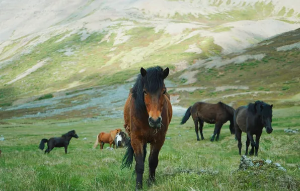 Картинка поле, трава, горы, природа, поза, конь, лошадь, склоны, кони, лошади, пастбище, стадо, челка, пасутся, исландские