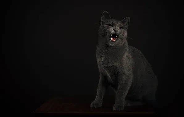Картинка язык, кошка, кот, морда, стол, серый, клыки, оскал, злой, черный фон, сидит, агрессия, рычит, выражение, …