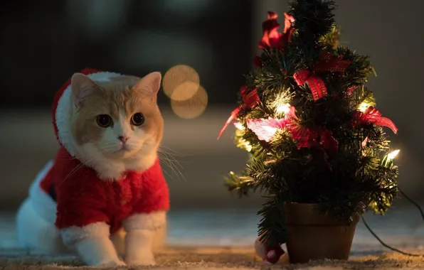 Картинка ночь, настроения, мило, рождество, kawaii, red, christmas, night, cat, cute, christmas tree