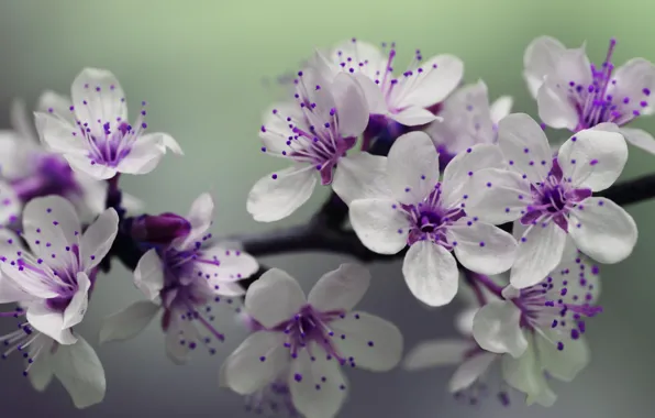 Картинка beauty, ветка дерева, весенние цветы, tree branch, spring flowers, Anthony, white purple flowers, бело фиолетовые …