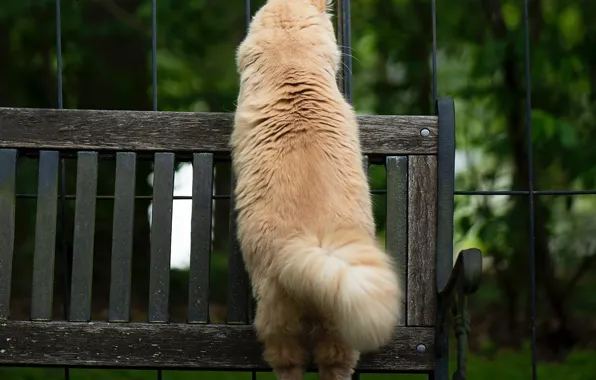 Картинка кошка, скамейка, хвост
