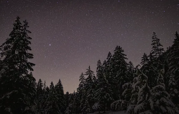 Картинка зима, лес, небо, звезды, снег, деревья, ночь, природа, ели