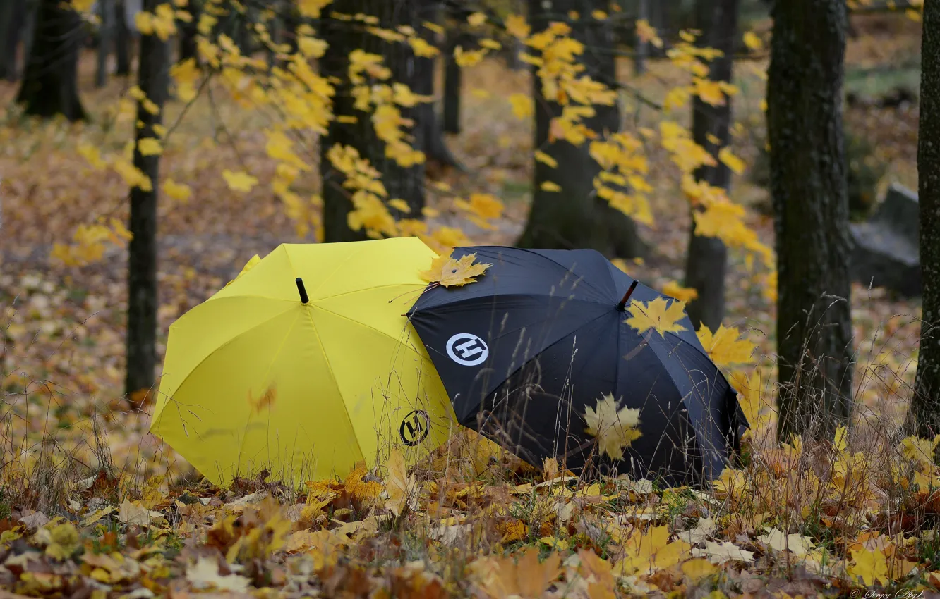 Фото обои осень, листья, парк, зонтики