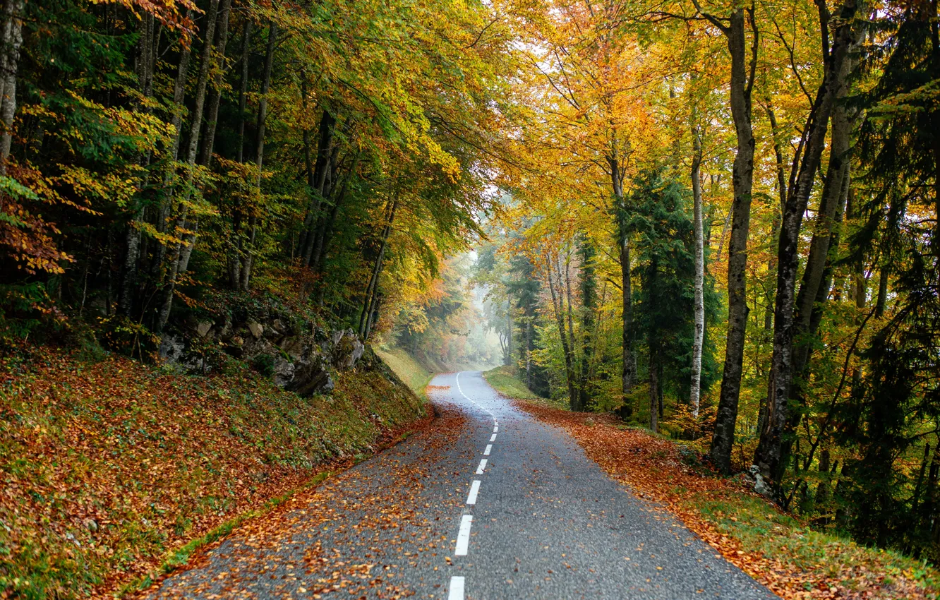 Фото обои дорога, осень, лес, листья, деревья, forest, road, park, autumn, leaves, tree, scenery