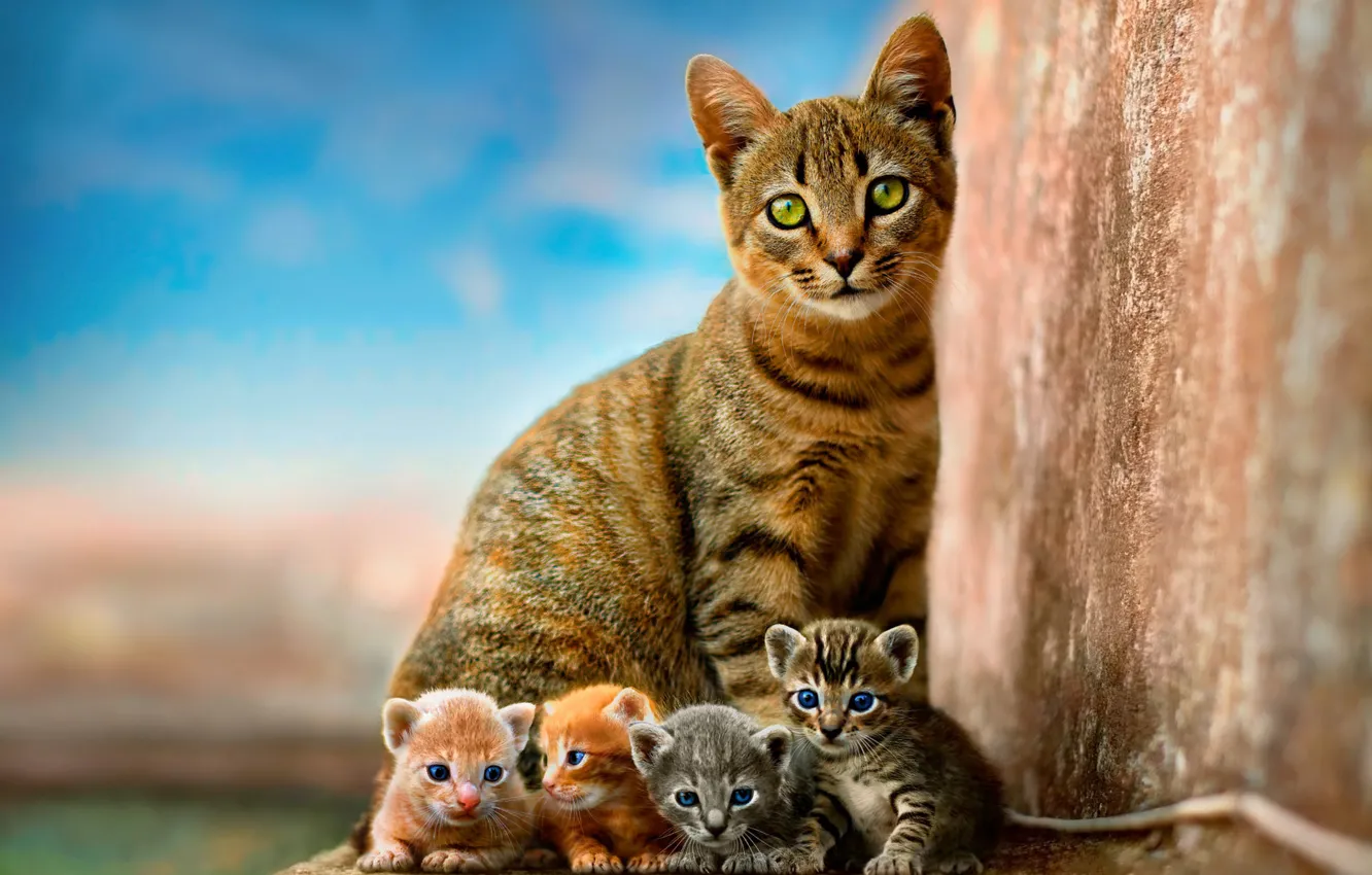 Фото обои кошка, небо, дети, котенок, стена, котята, котёнок, малыши, рыжие, серые, мама, голубой фон, квартет, детеныши, …