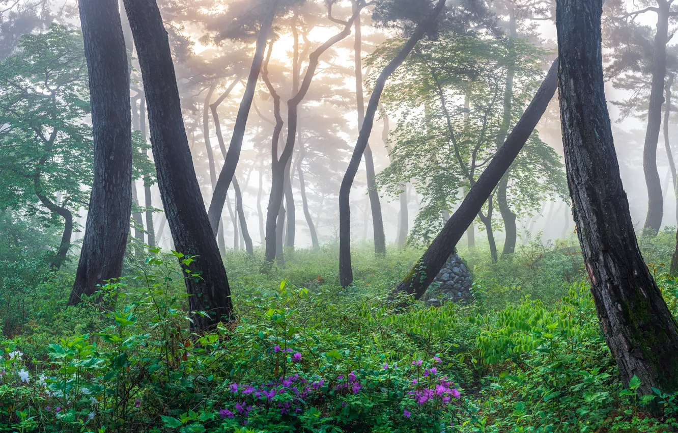 Фото обои лес, деревья, пейзаж, природа, туман, весна, травы, Корея