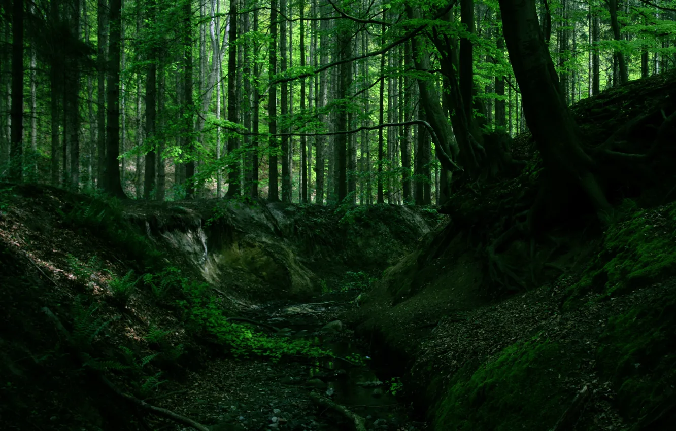 Фото обои лес, деревья, природа, корни