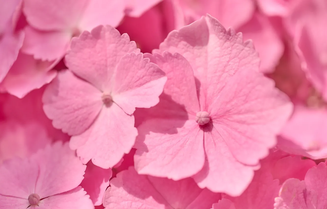 Фото обои макро, розовая, цветки, гортензия