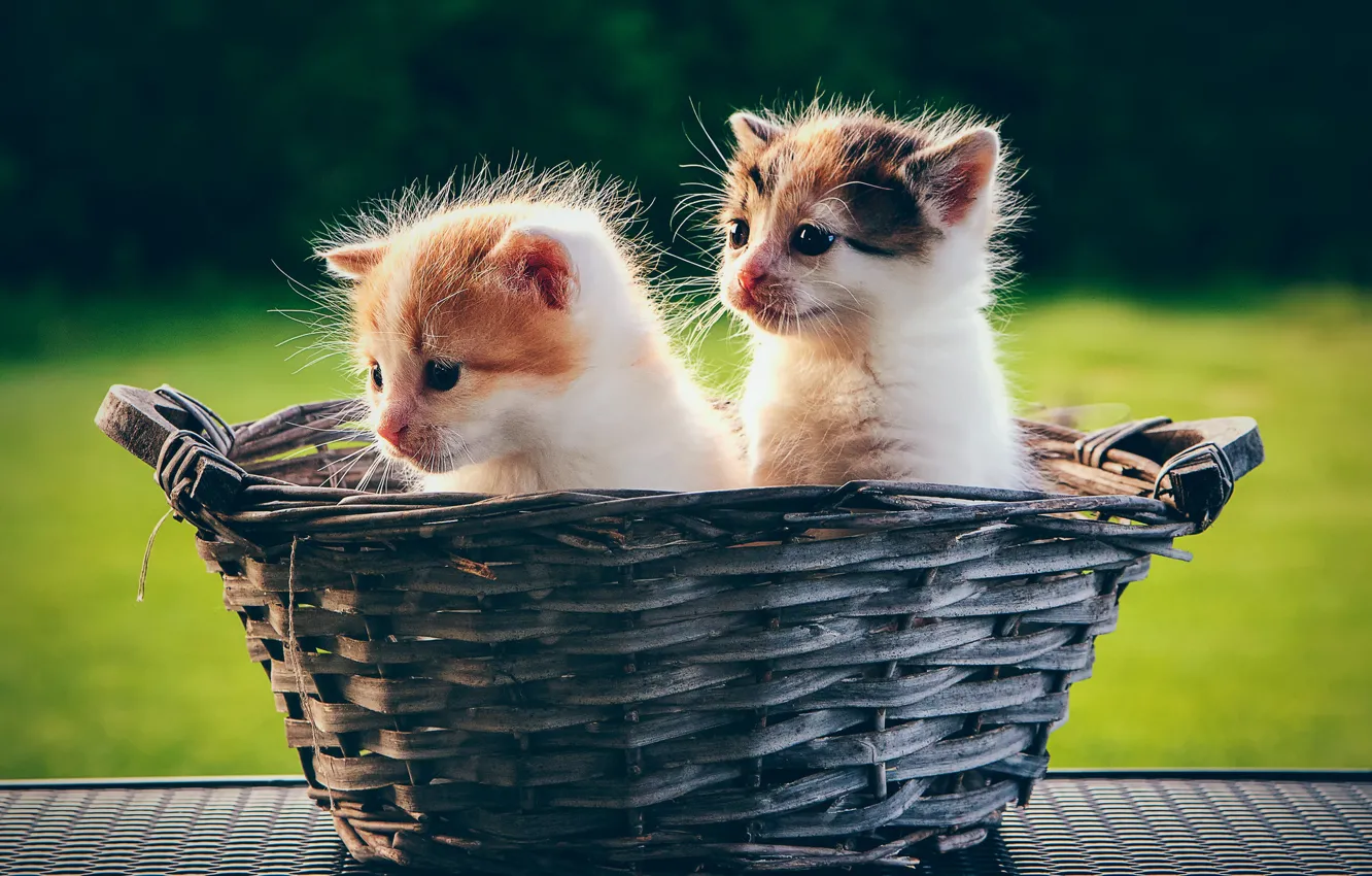 Фото обои корзина, котята, малыши