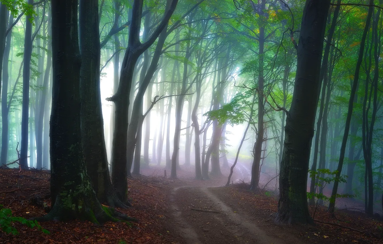 Фото обои дорога, лес, свет, деревья, природа, туман, утро