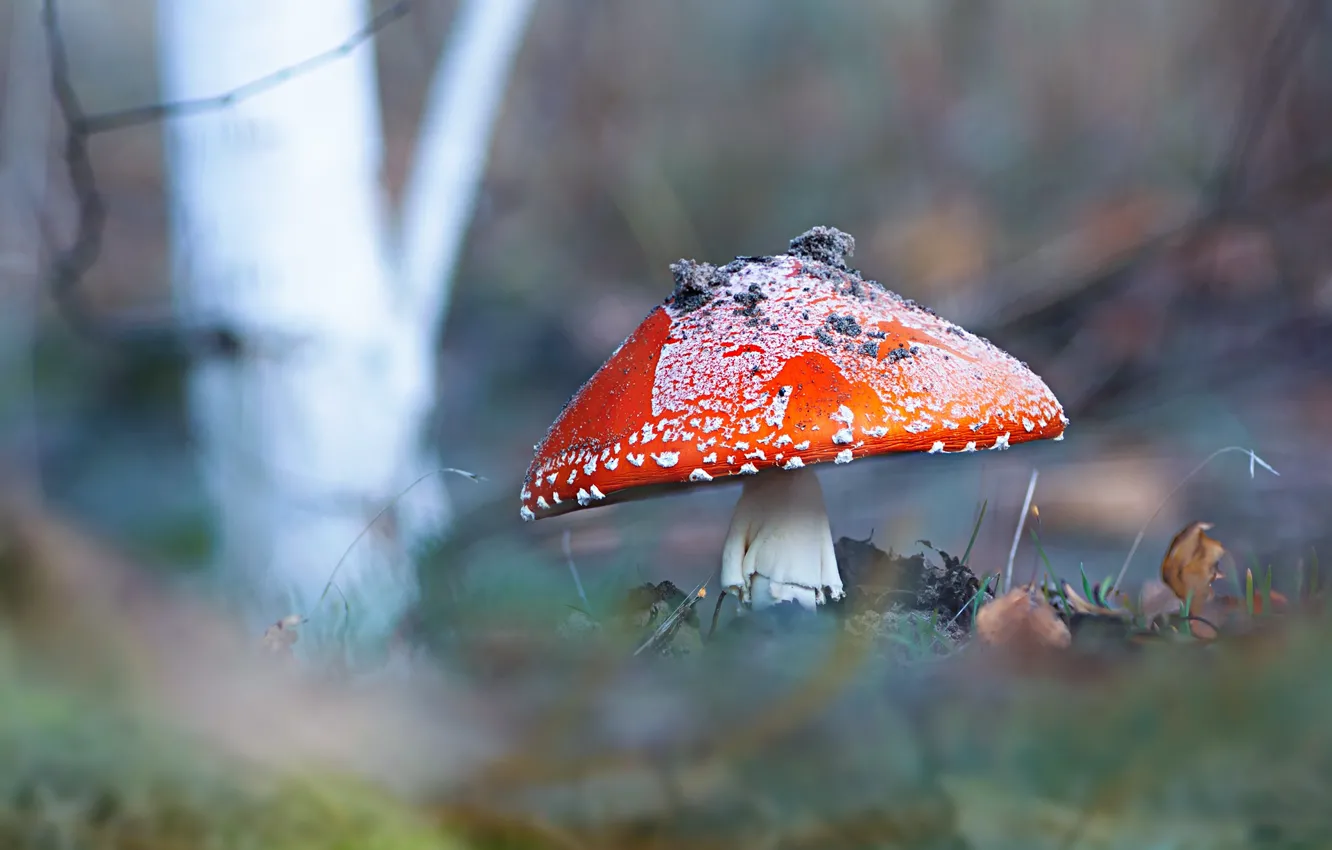 Фото обои осень, макро, природа, гриб, мухомор