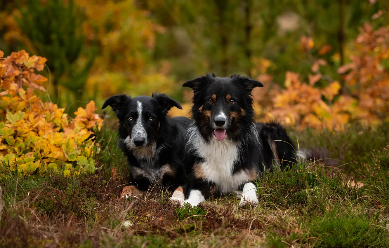 Фото обои осень, лес, собаки, взгляд, природа, парк, листва, пара, парочка, дуэт, черные, лежат