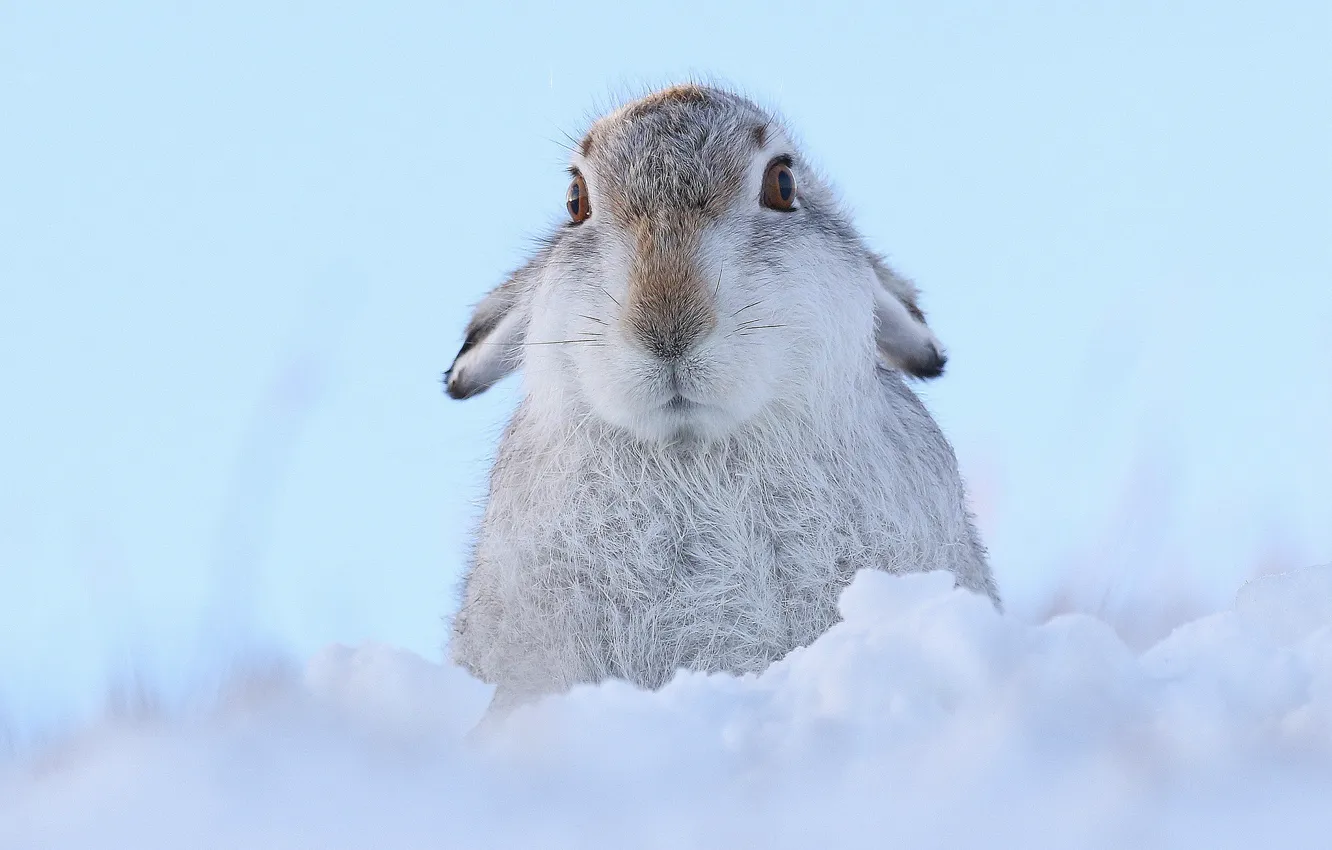 Фото обои взгляд, снег, заяц, мордашка