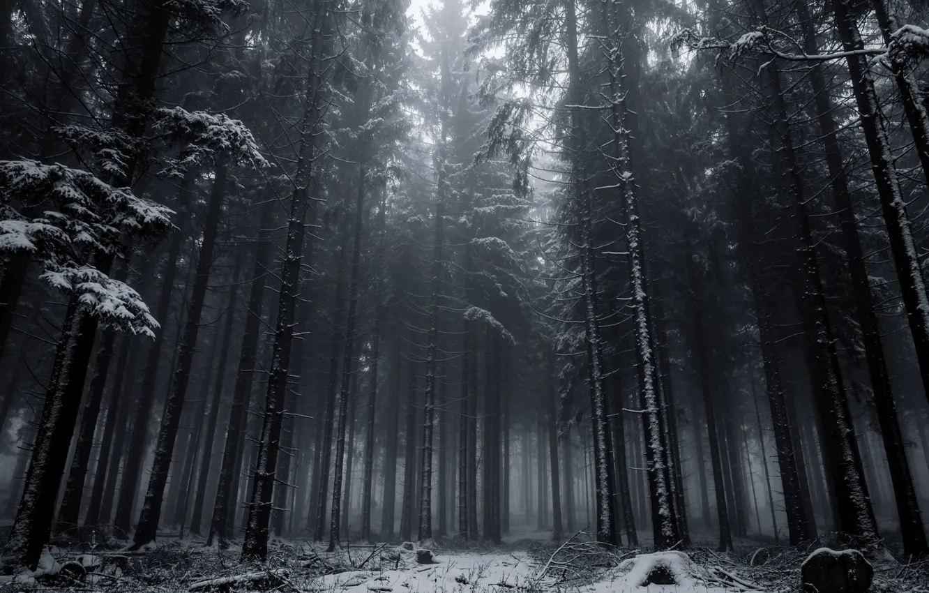 Фото обои зима, лес, снег, деревья, природа, Германия