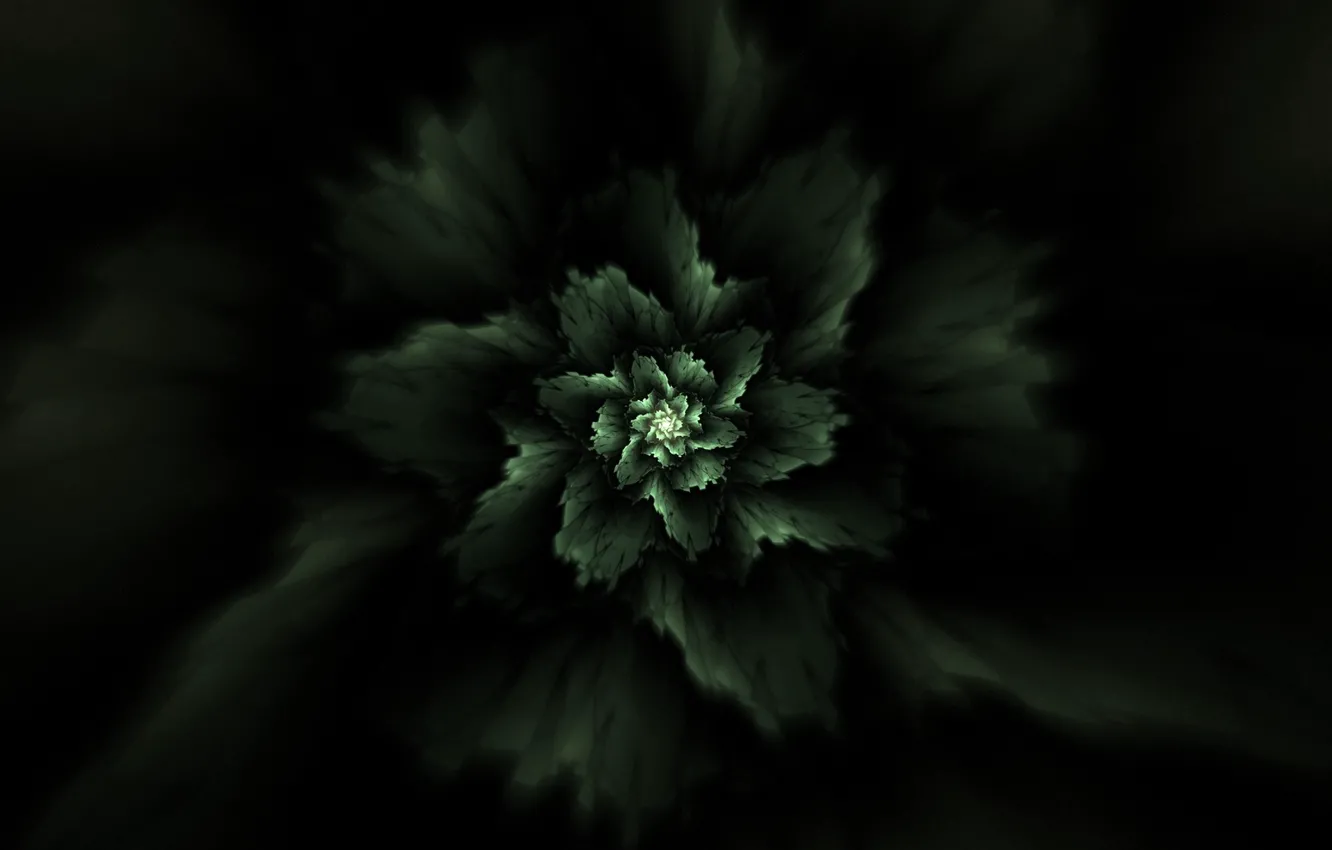 Фото обои абстракция, растение, фрактал, abstraction, plant, fractal