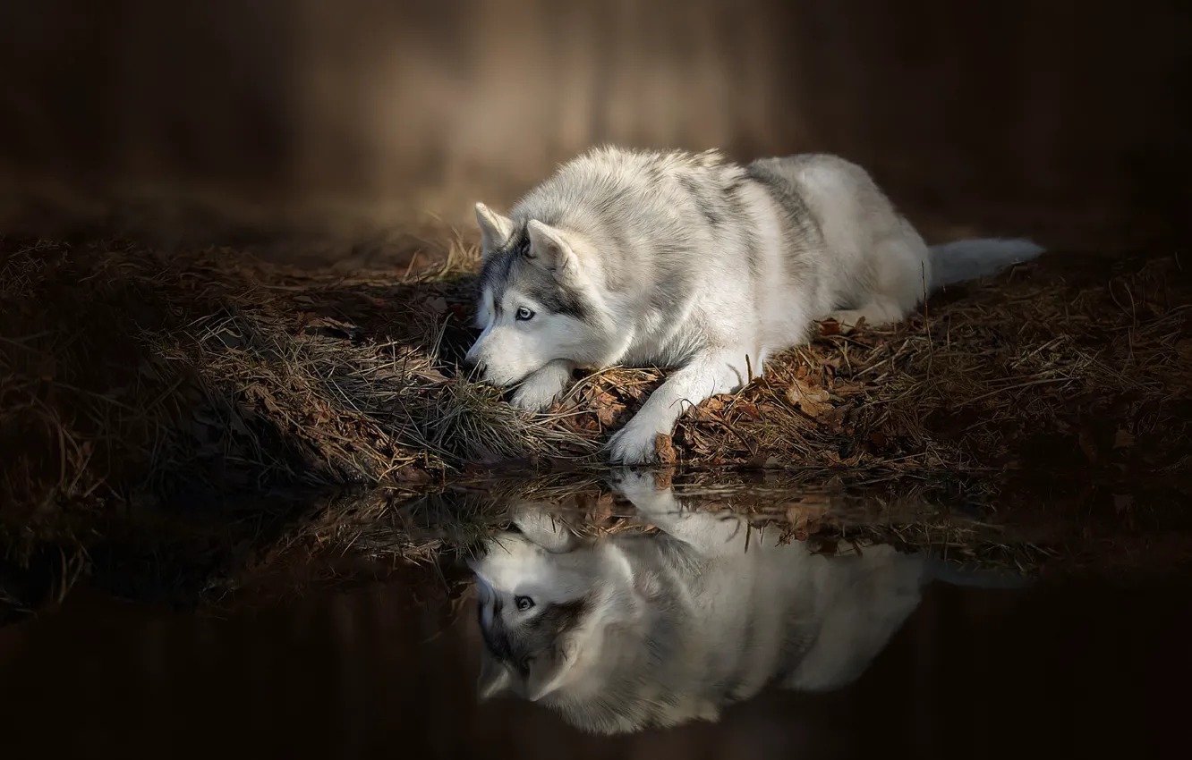 Фото обои вода, отражение, Собака, лежит