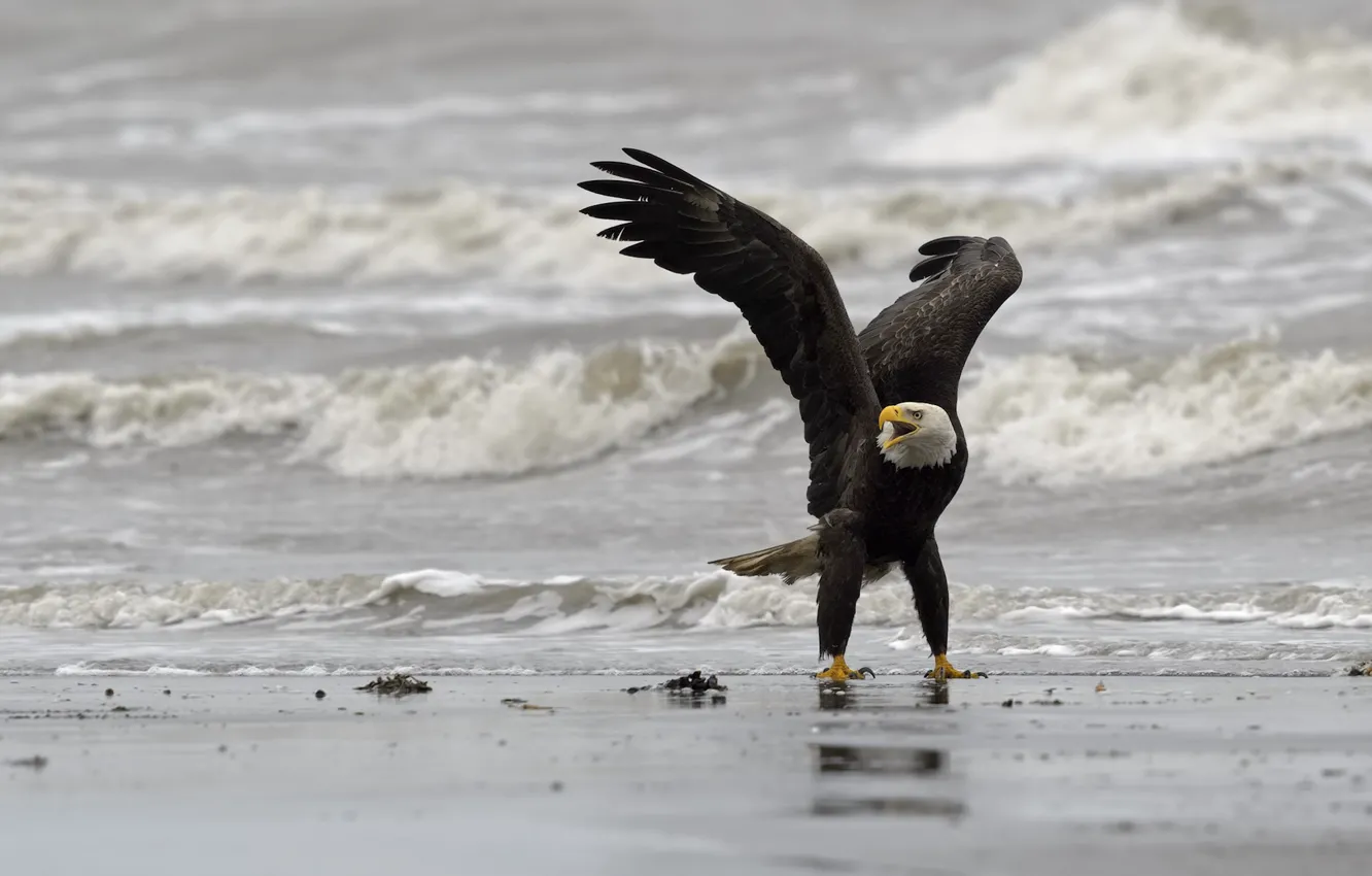 Фото обои птица, берег, Белоголовый орлан, DUELL ©